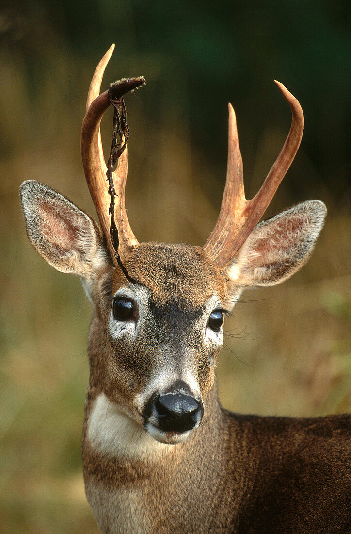Columbia White-tailed Deer