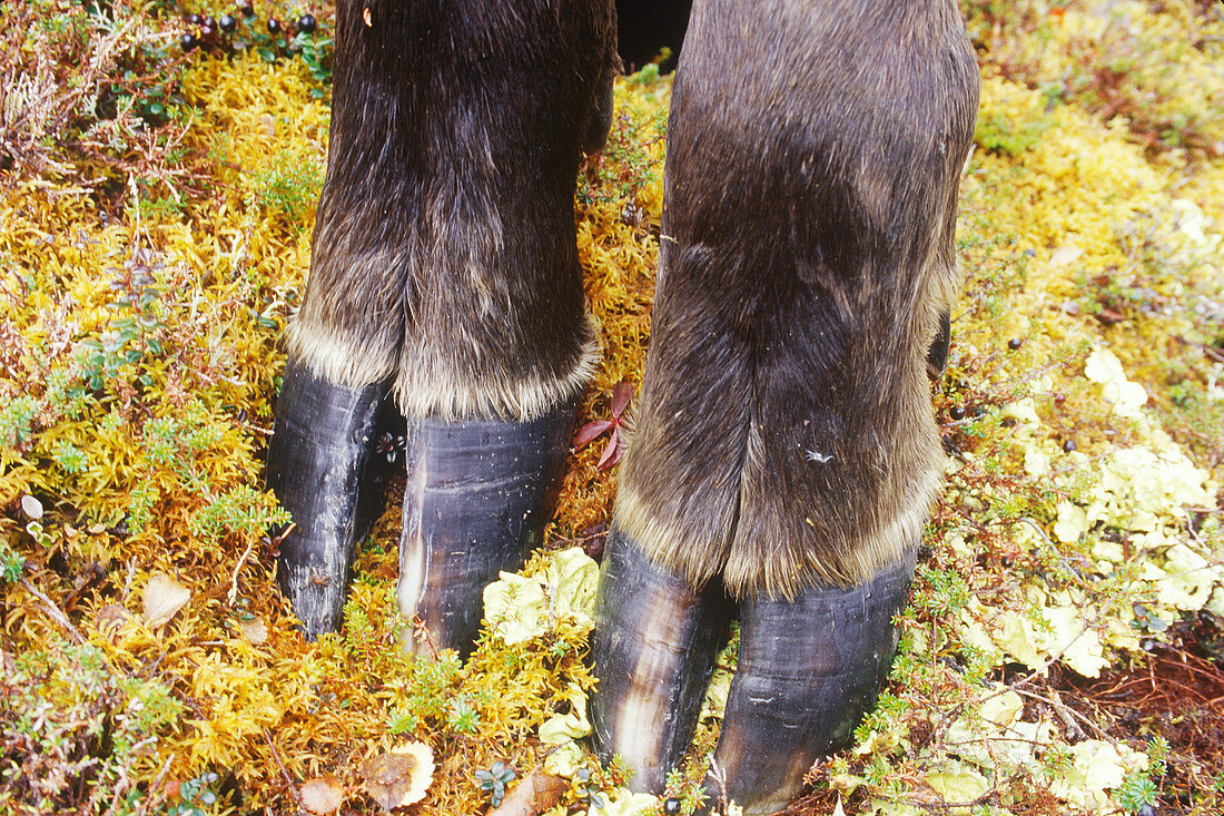 Moose hooves (Alces alces)