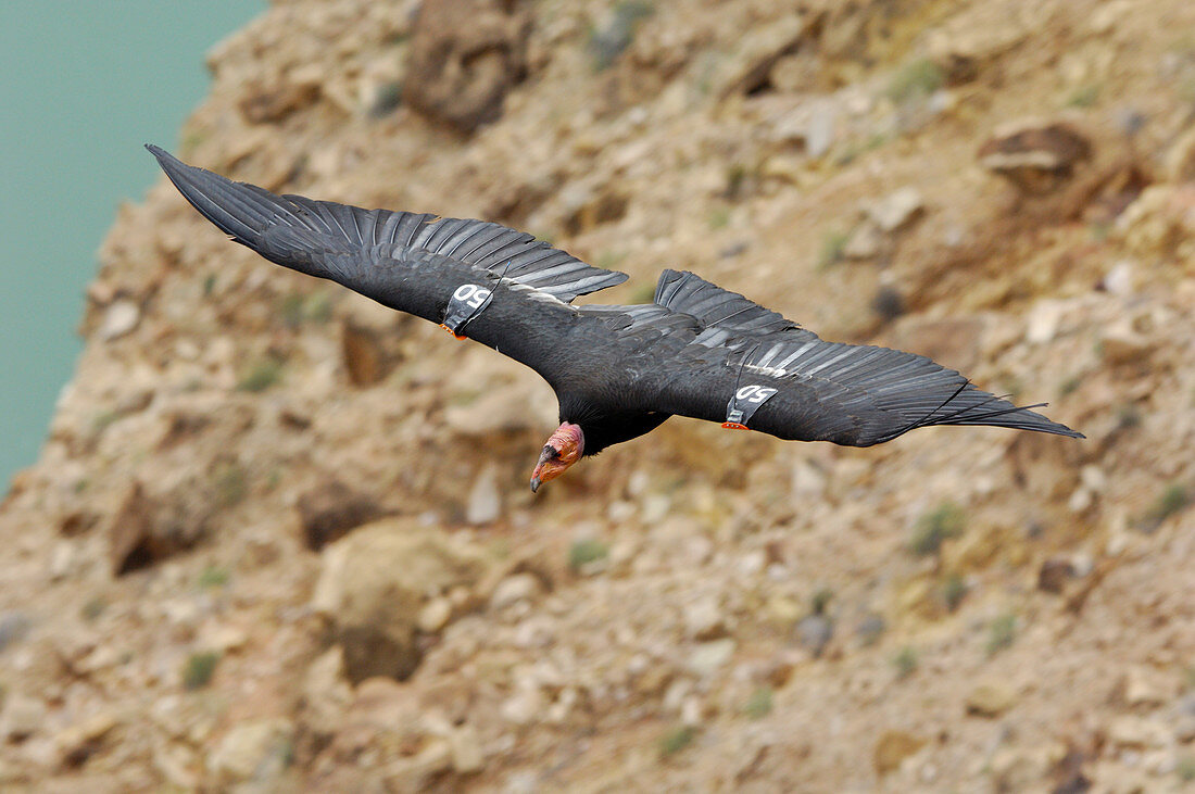 California Condors