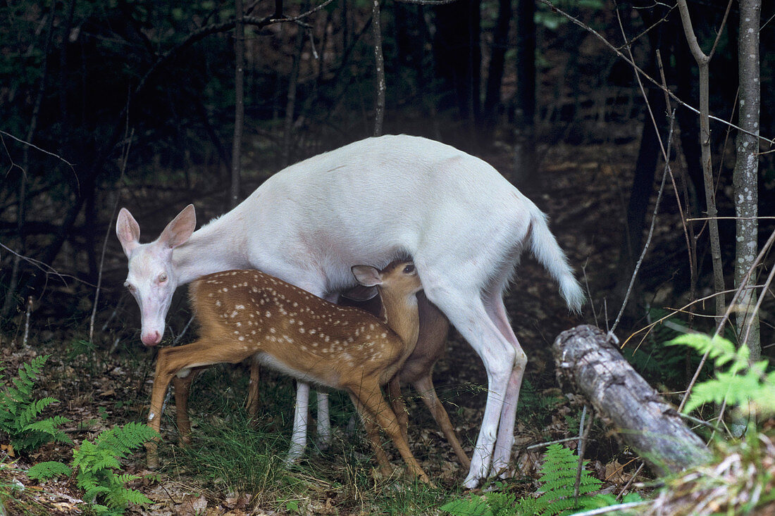 Albino Deer nursing fawns