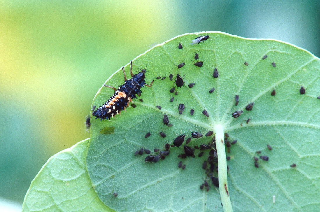 Ladybug Larva Eating Aphids