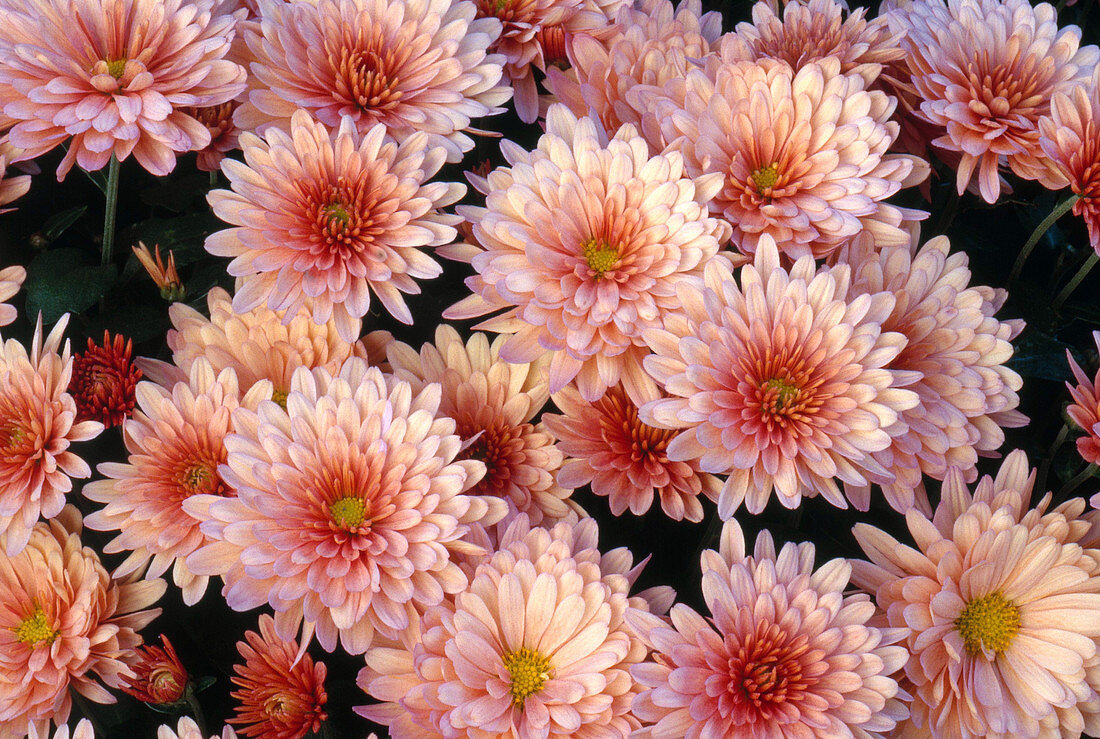 'Blushing Emily' Chrysanthemums