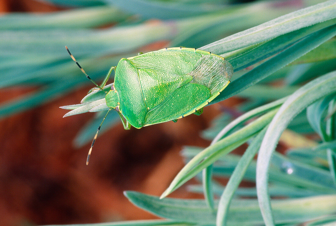 Green Stink Bug