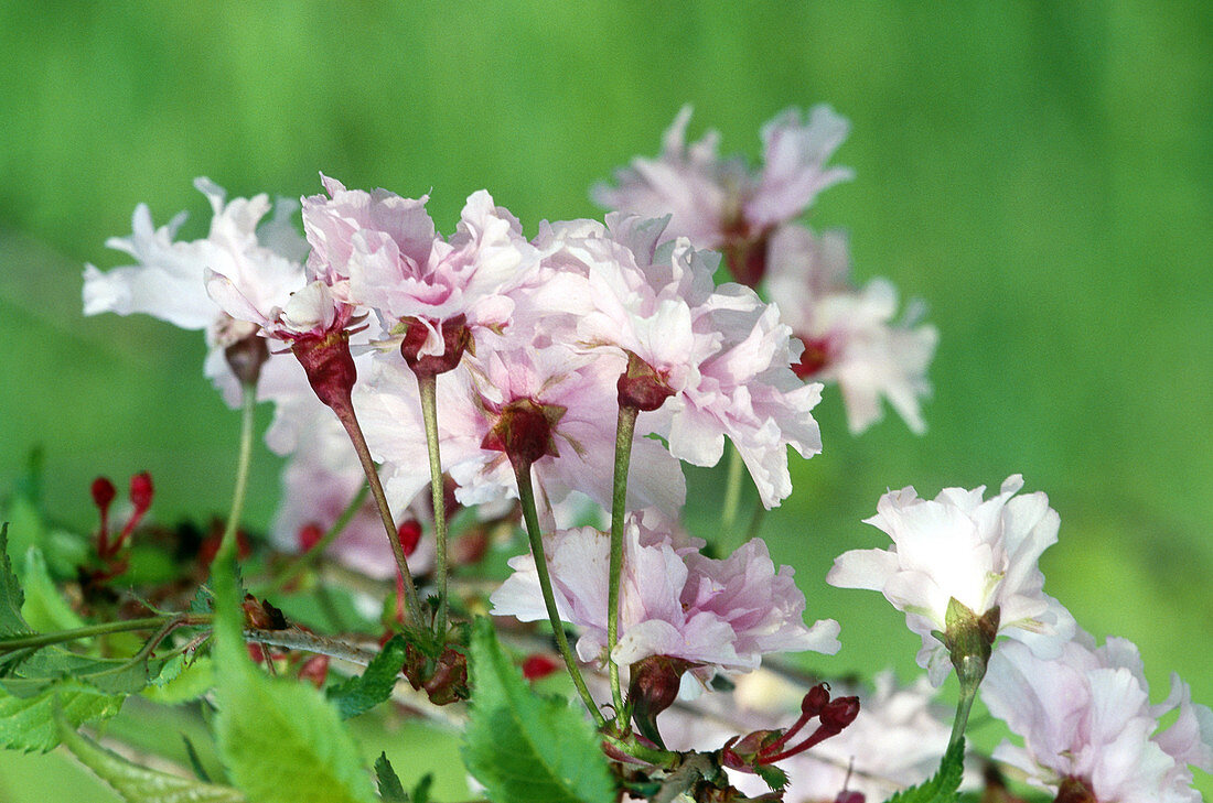 Oshidori Cherry Blossoms