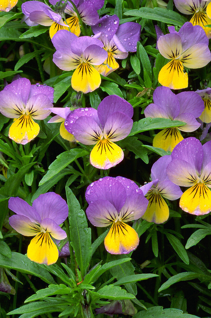 Viola cornuta 'sorbet yellow frost'