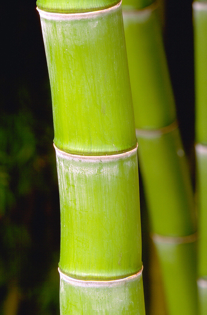 Running Bamboo (Phyllostachys vivax)
