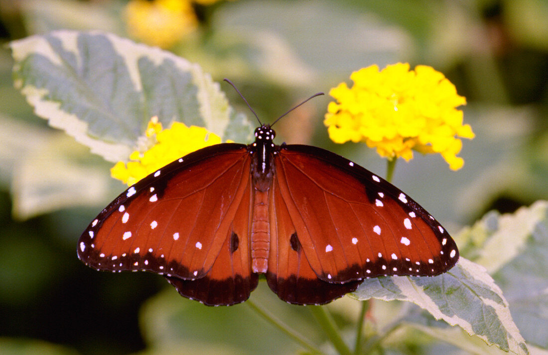 Queen butterfly on lantana camara
