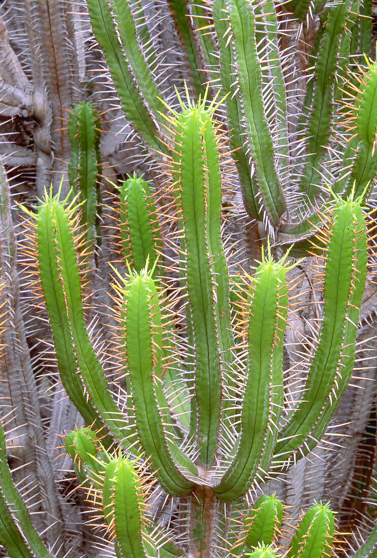 Euphorbia heptagona (Euphorbiaceae)