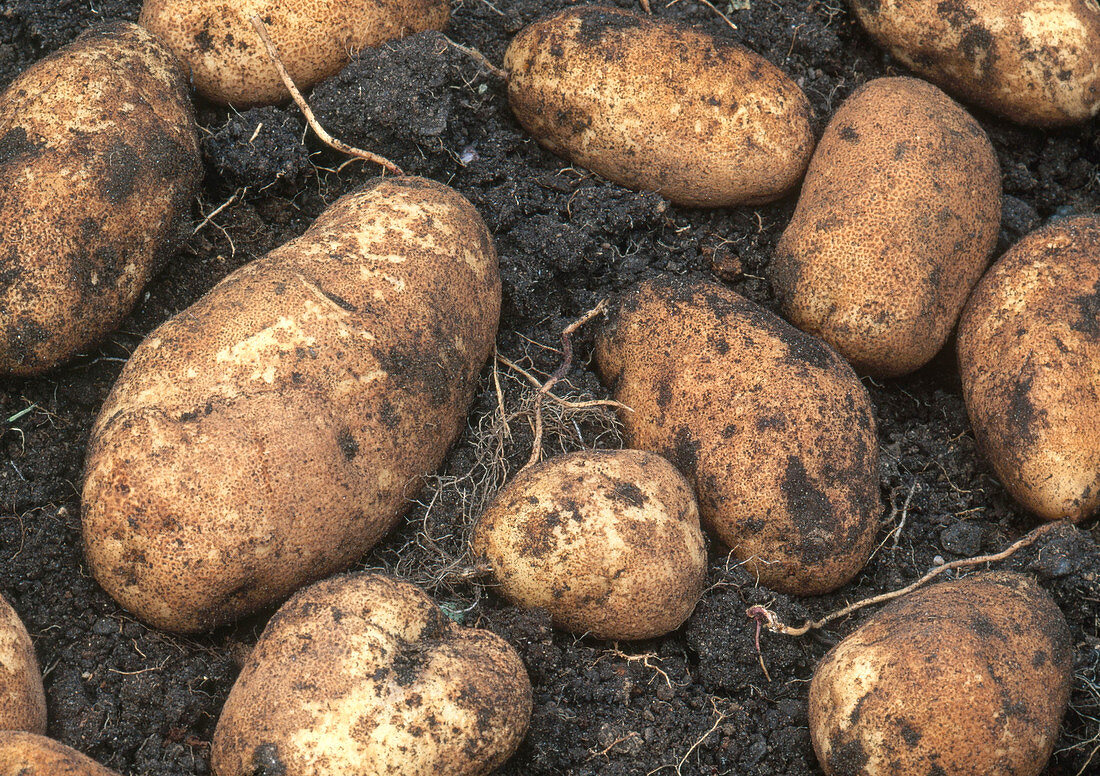 Gold Rush Potatoes