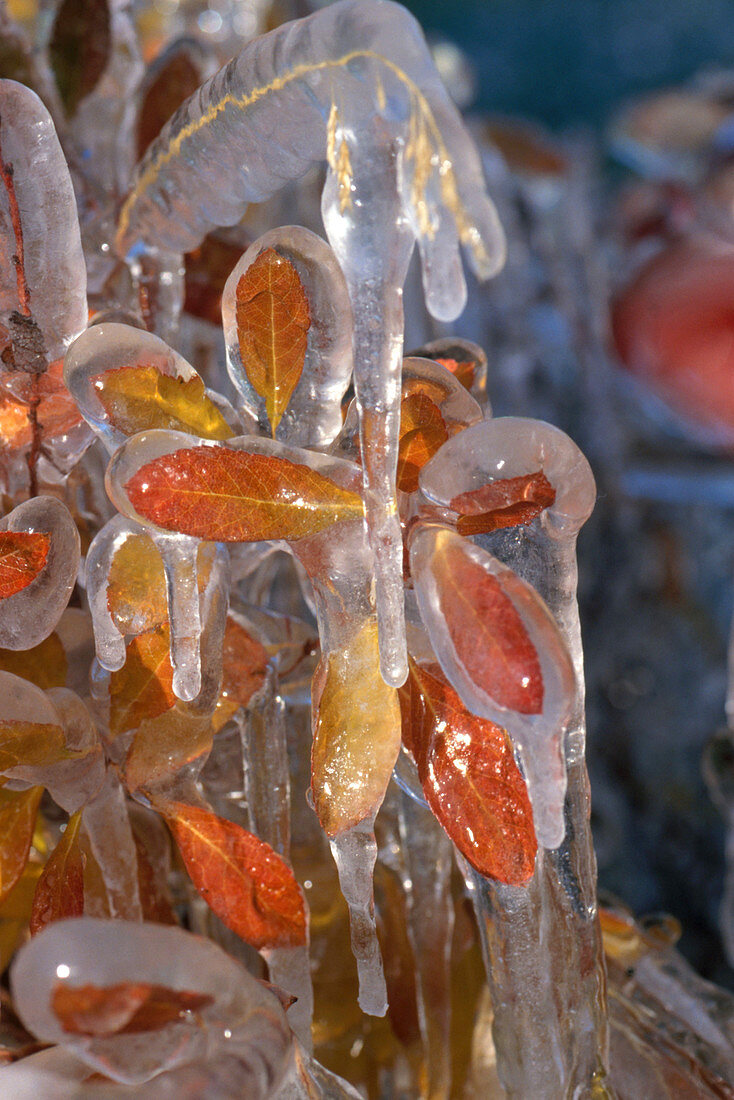 Nature's ice sculptures in late autumn