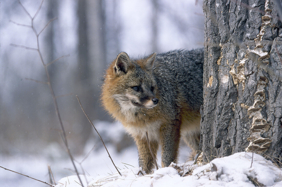 Grey Fox in Winter