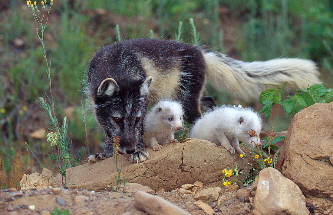 Arctic Fox mother and pups at den site