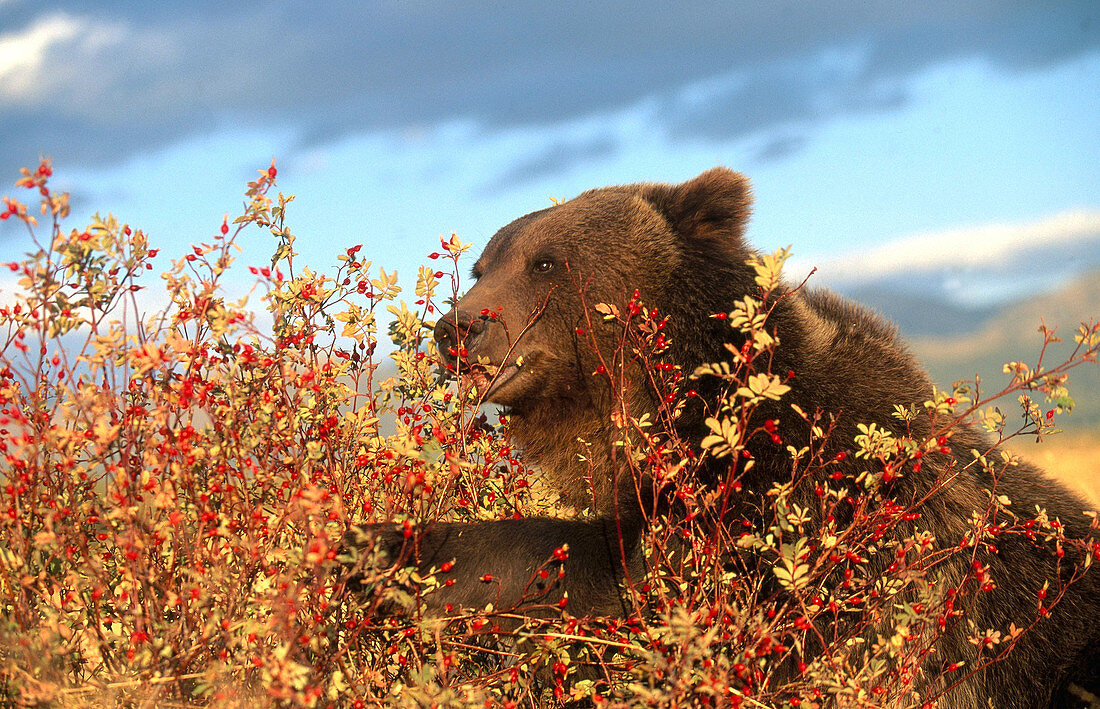 Grizzly feeding on rose hips