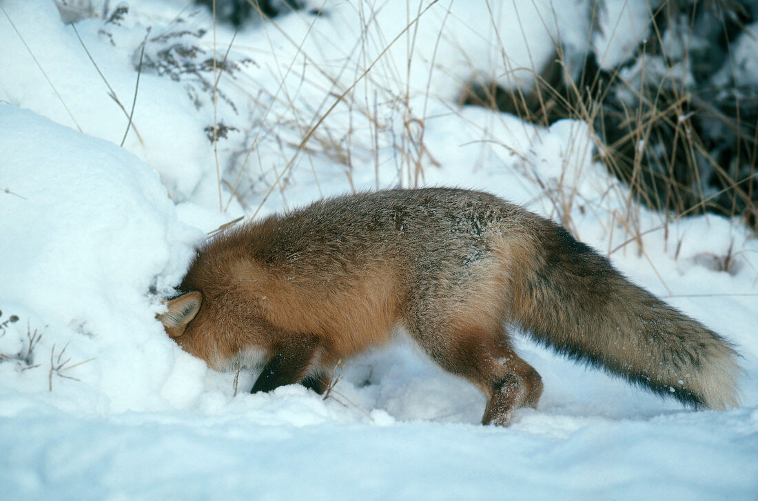 Red Fox Digging