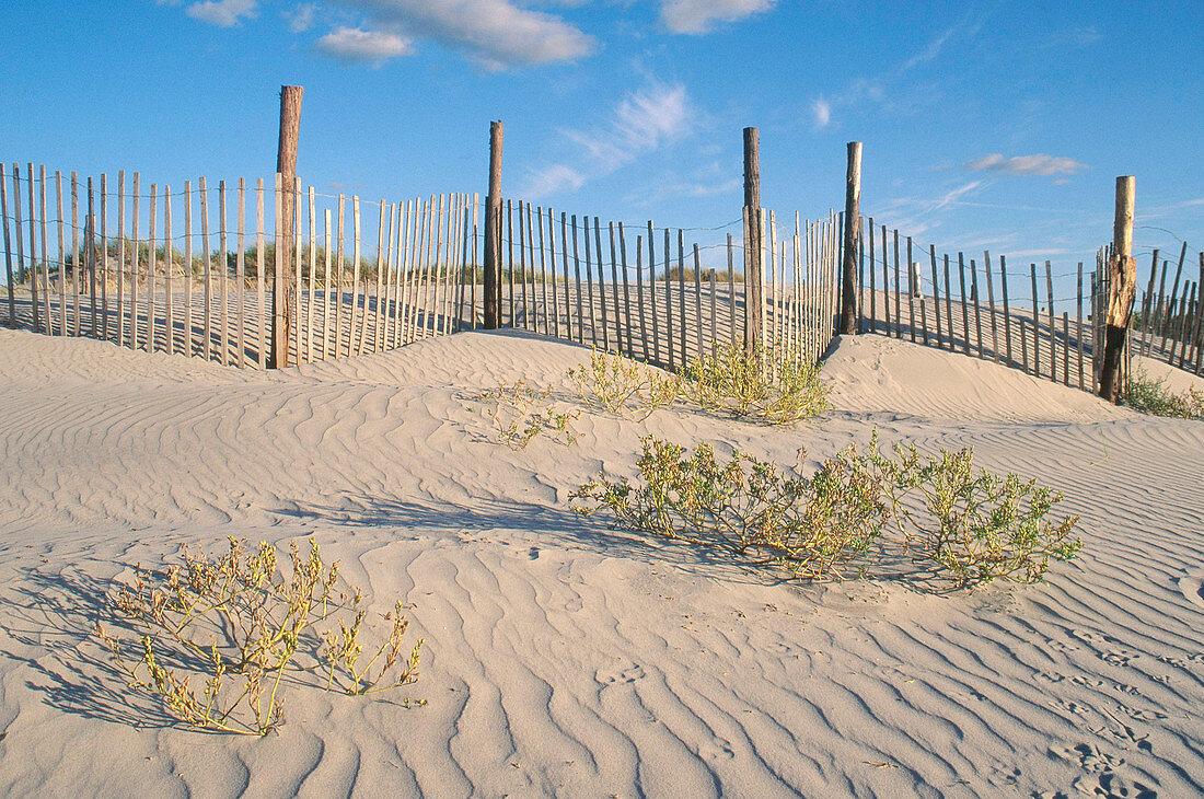Dunes with Fence