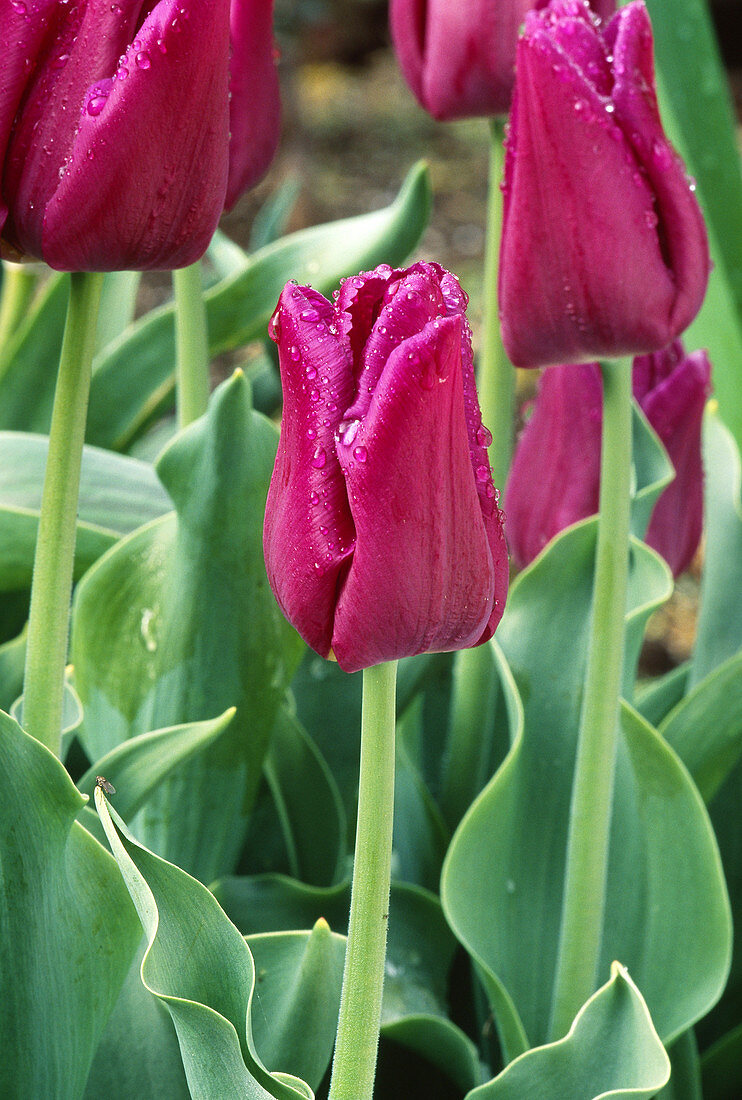'Passional' Tulip