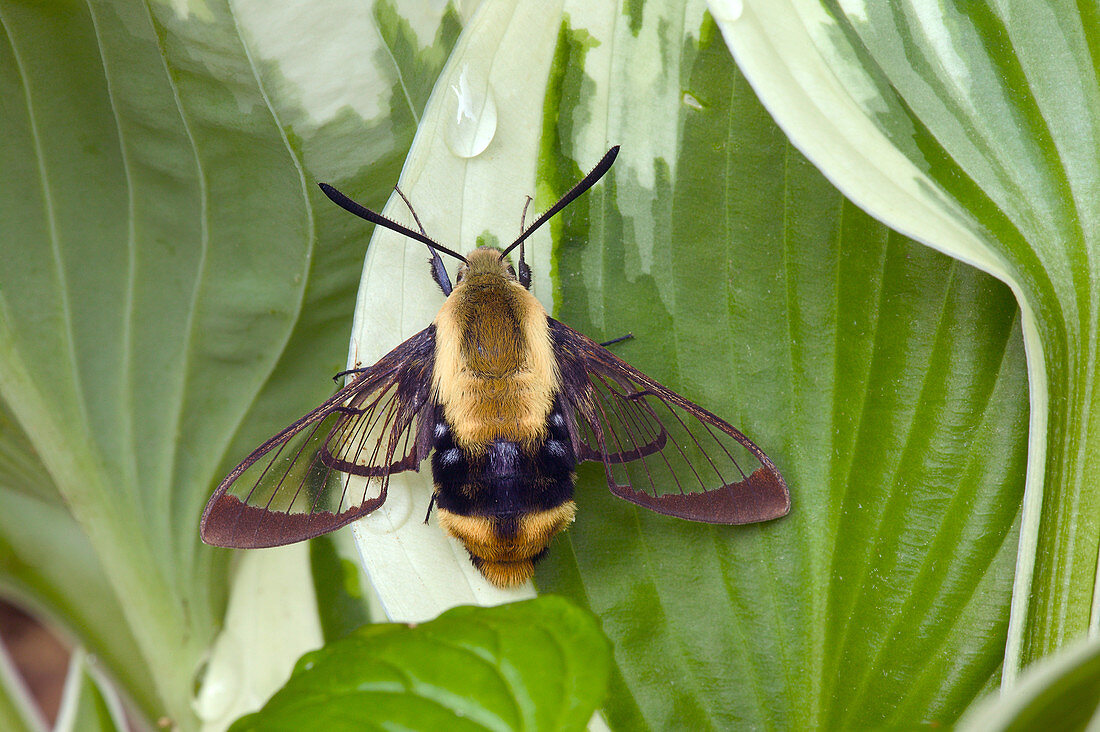 Bumblebee Moth