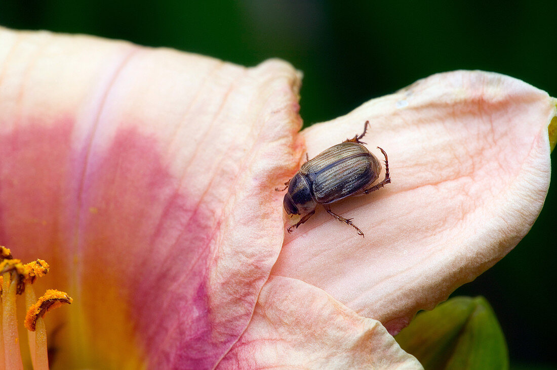 Oriental beetle on Daylily