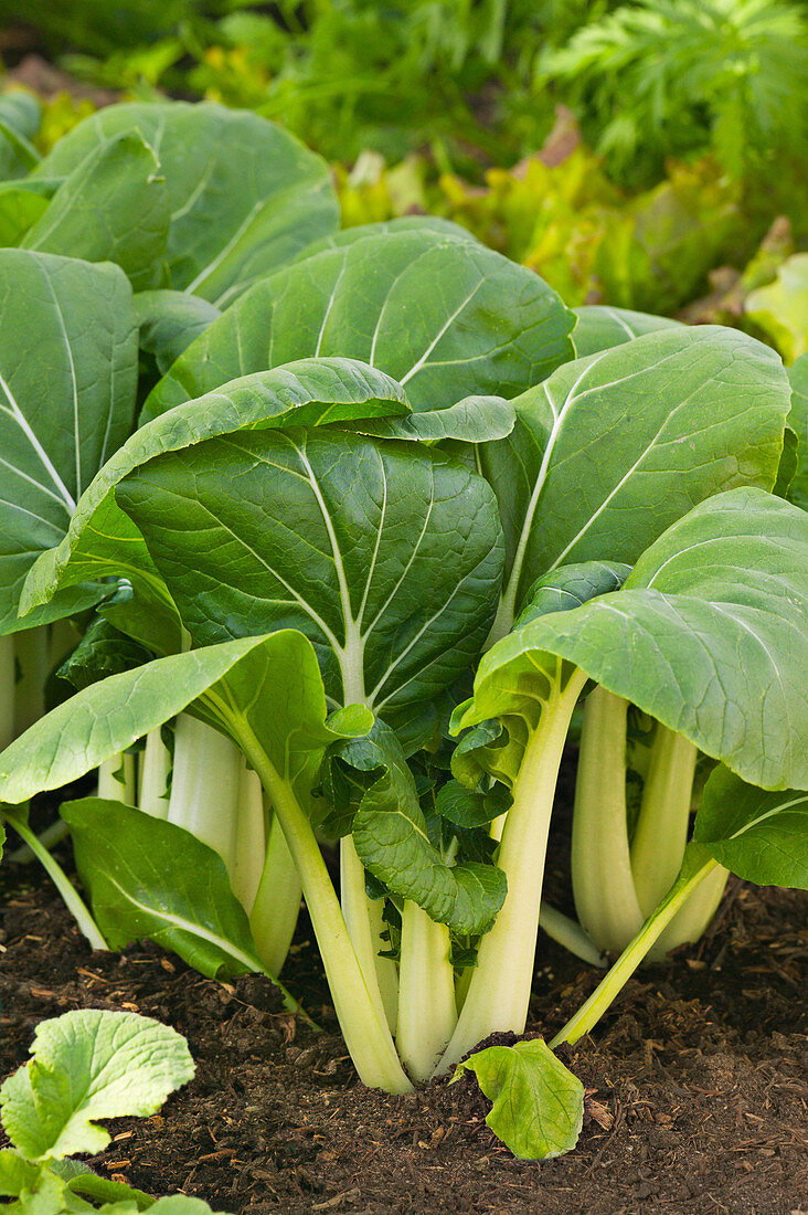 Chinese White Cabbage