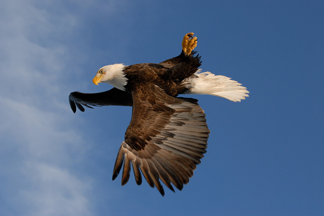 Bald Eagle flying upside-down