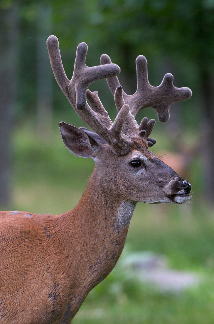Whitetail Deer Buck in velvet