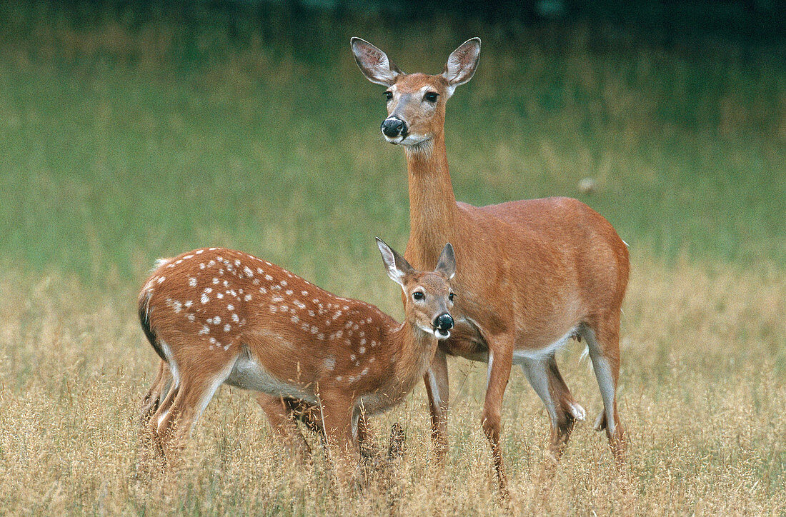 White-tailed Deer doe and fawn