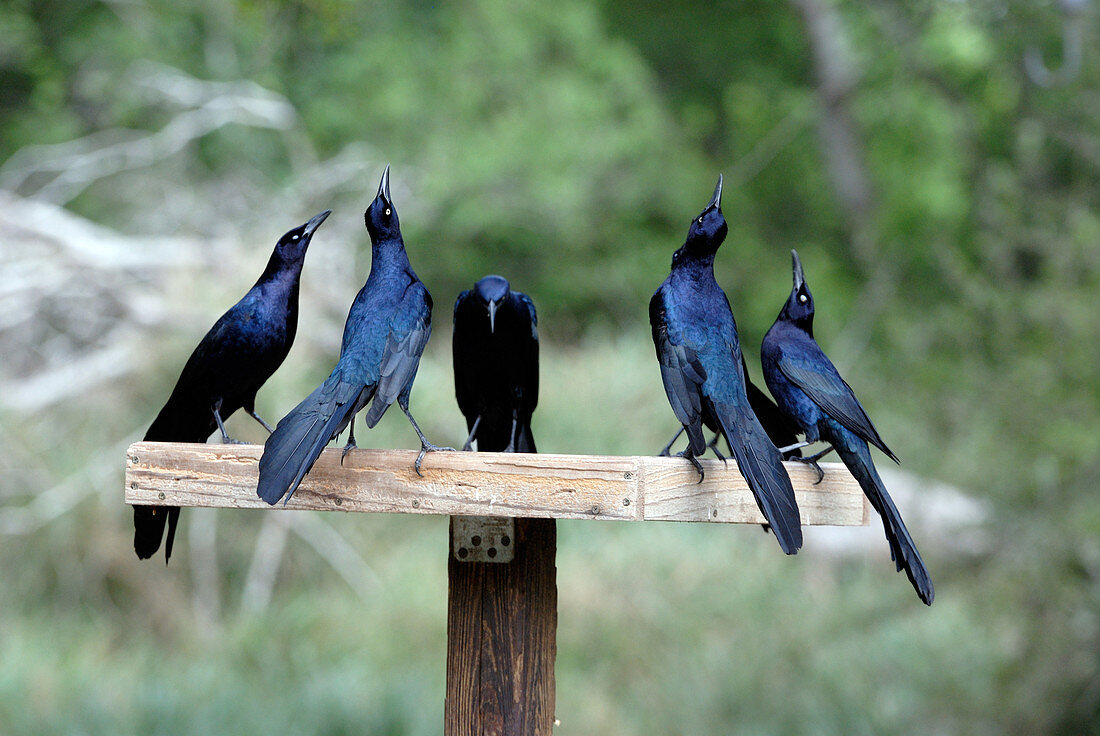 Great-tailed Grackles displaying