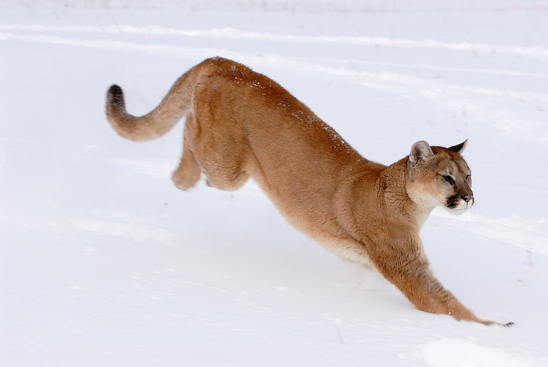 Mountain Lion running through snow