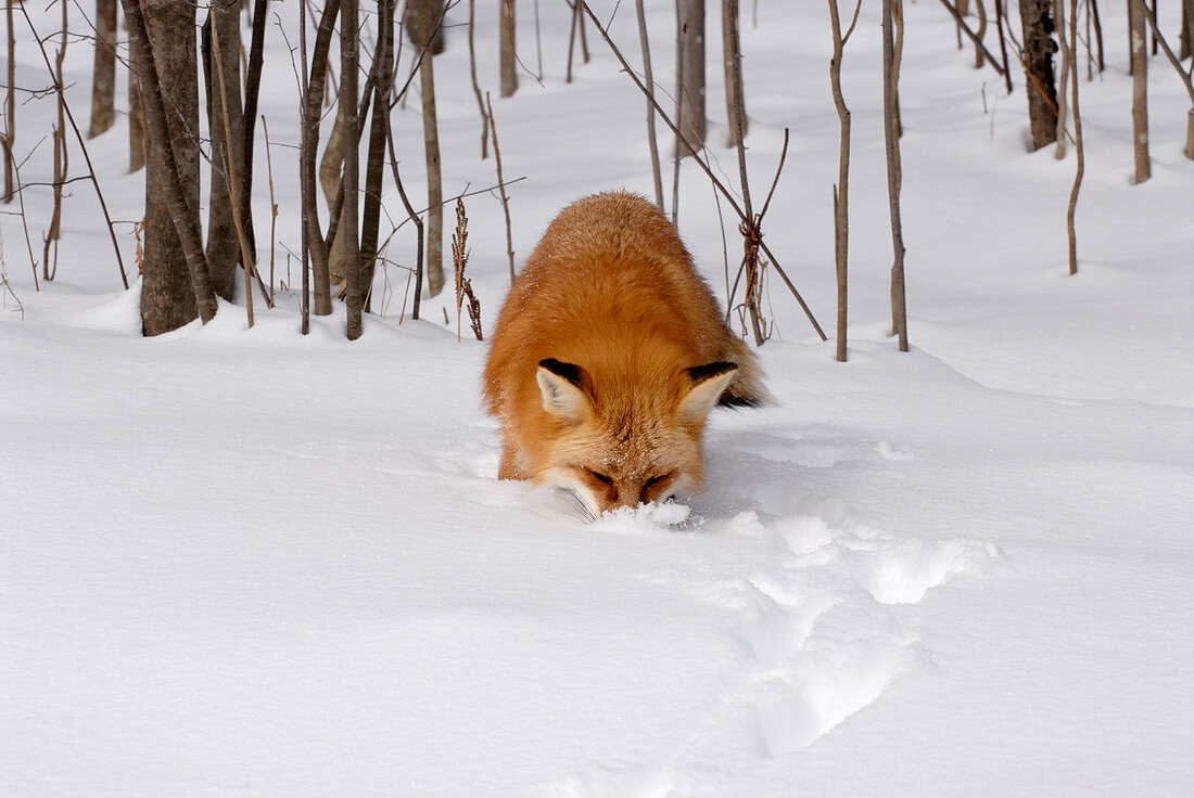 Red Fox searching for food in snow