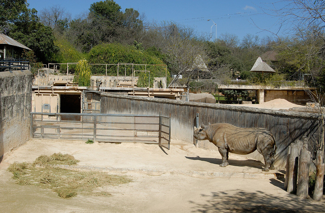 Black Rhinoceros at San Antonio Zoo
