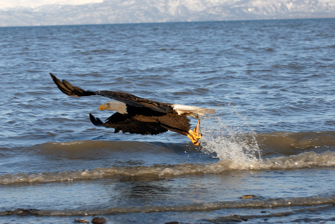 Bald Eagle with a fish in its talons