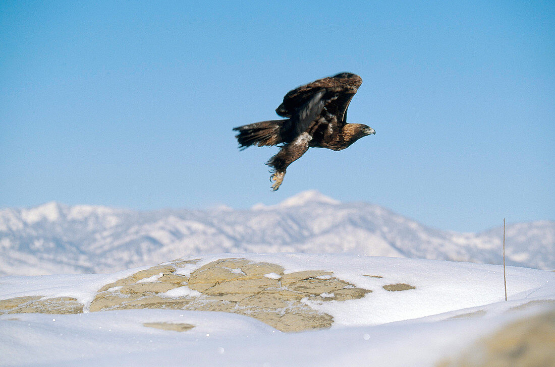 Golden Eagle