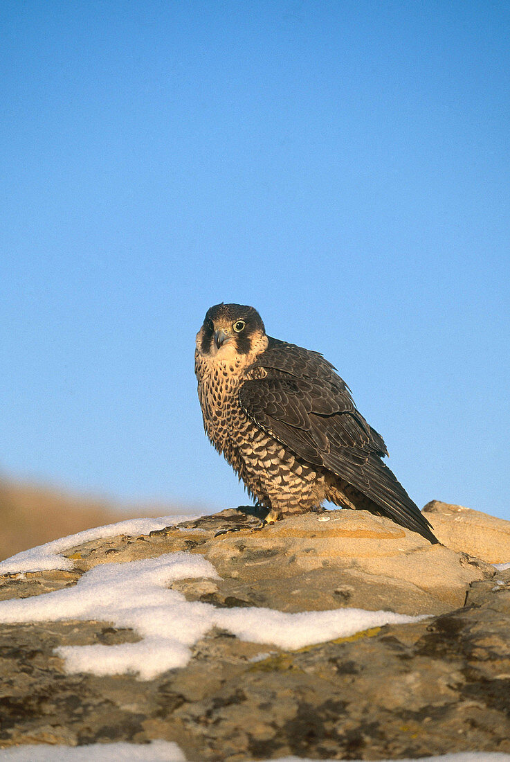 Peregrine Falcon