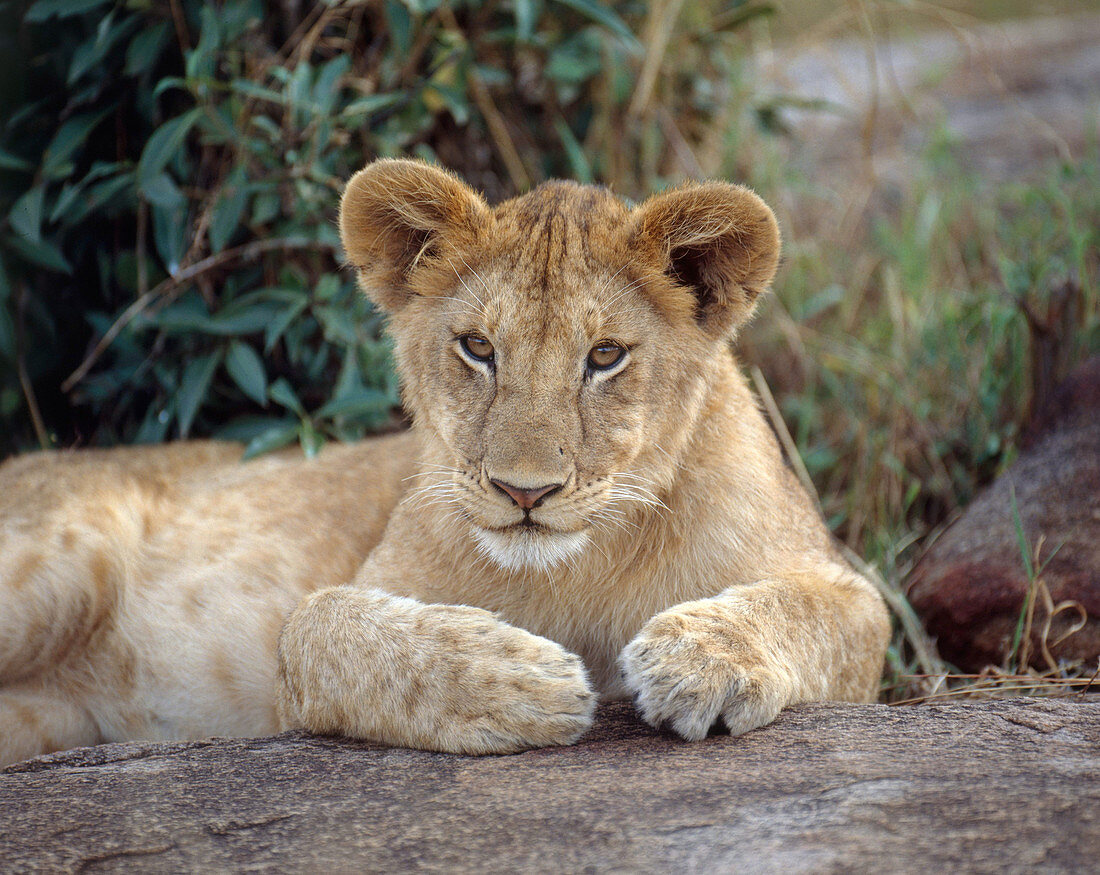 African Lion cub