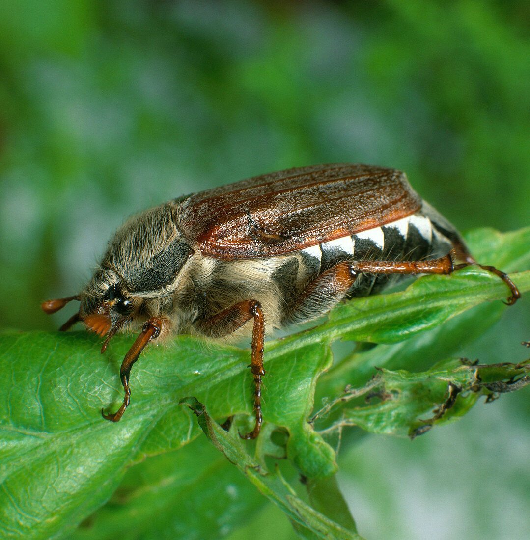 Cockchafer beetle
