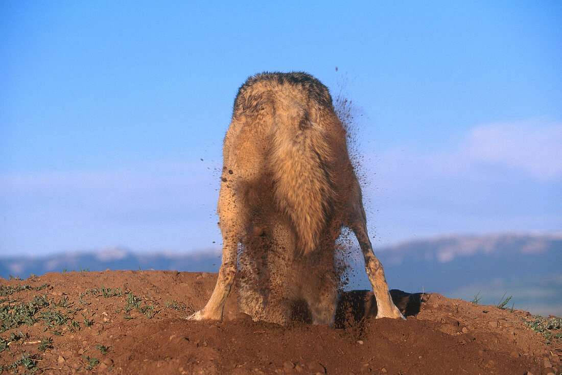 Grey Wolf digging