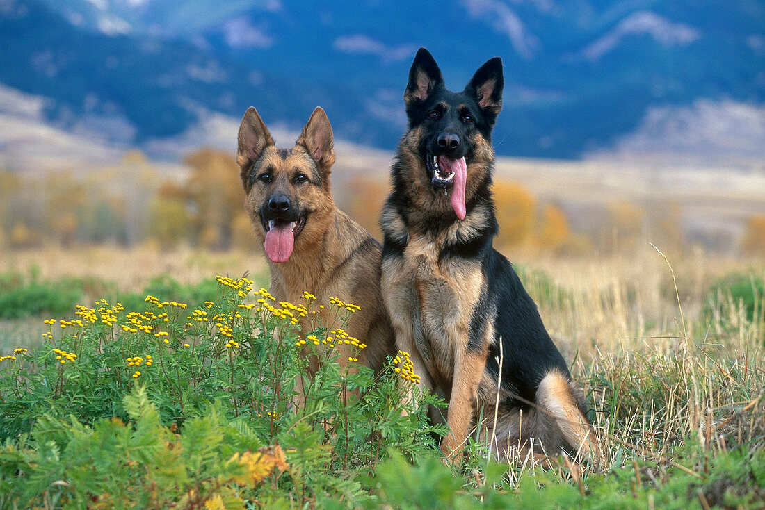 German Shepherd pair