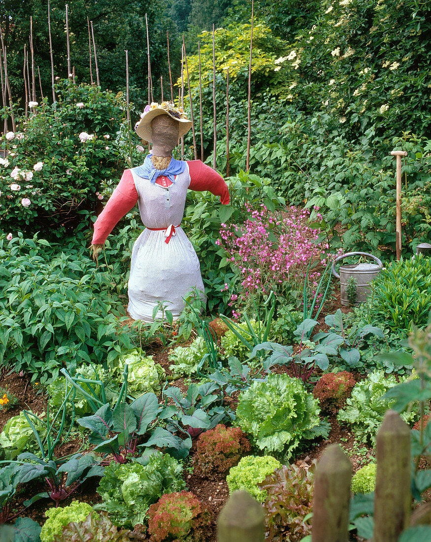 Scarecrow in vegetable garden