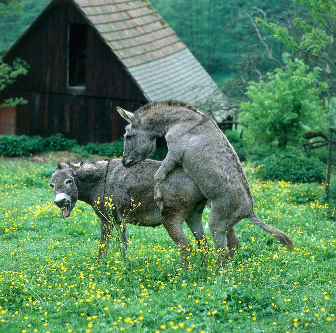 Donkeys mating