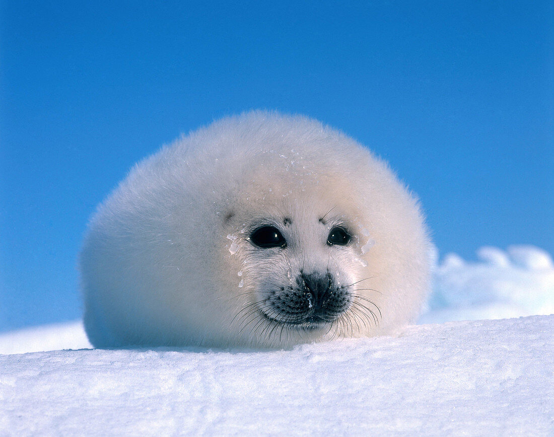 Harp seal pup (Phoca groenlandica)