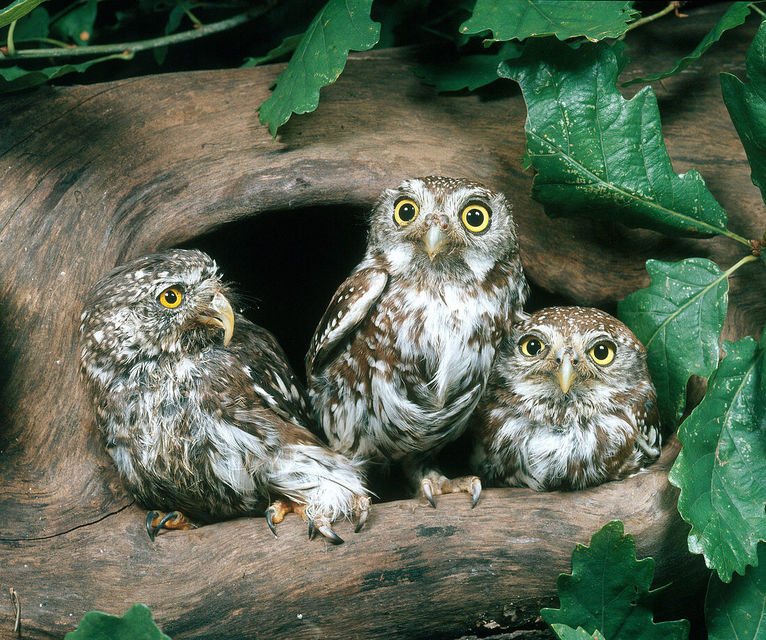 Eurasian Pygmy Owls