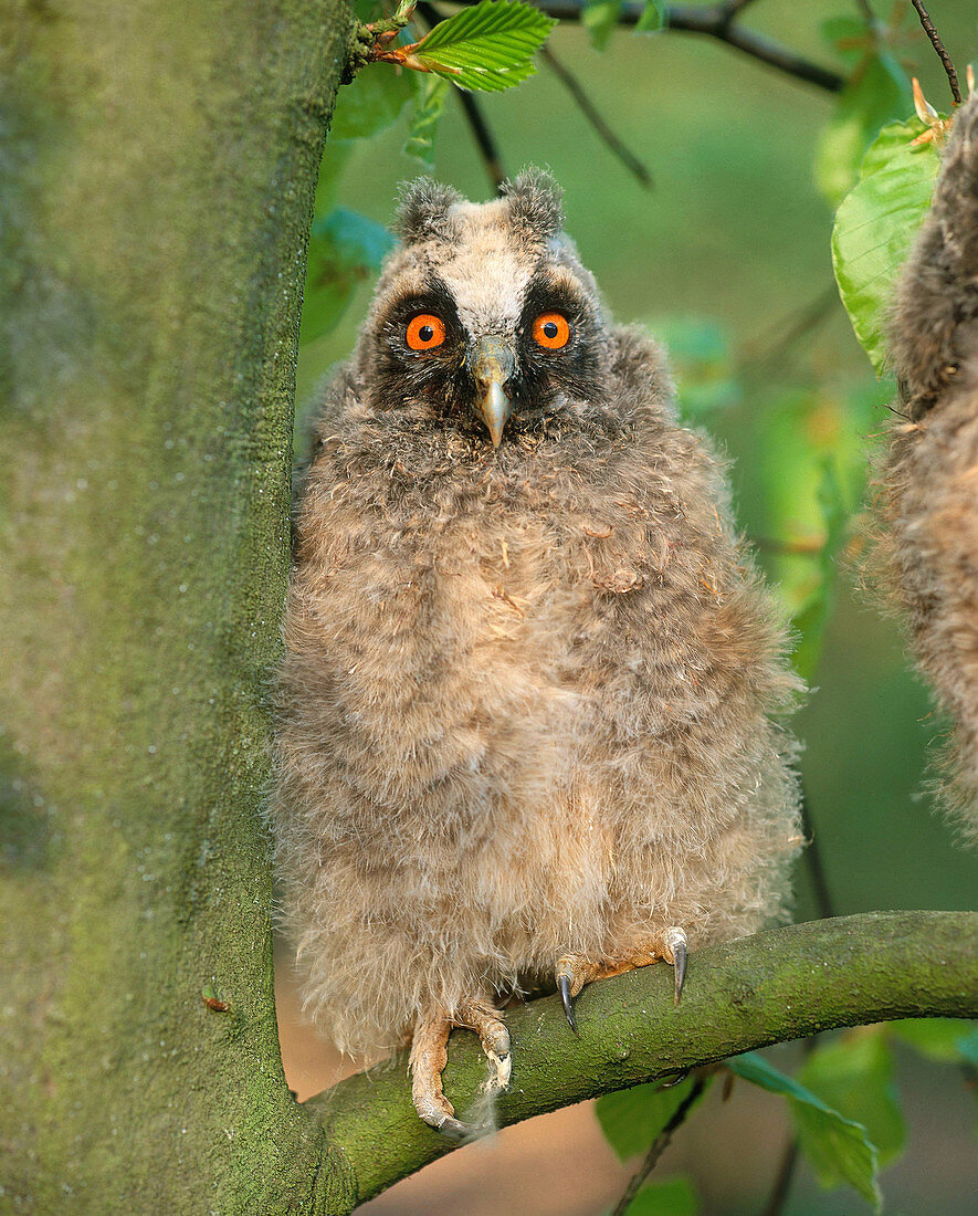 Long Eared Owl