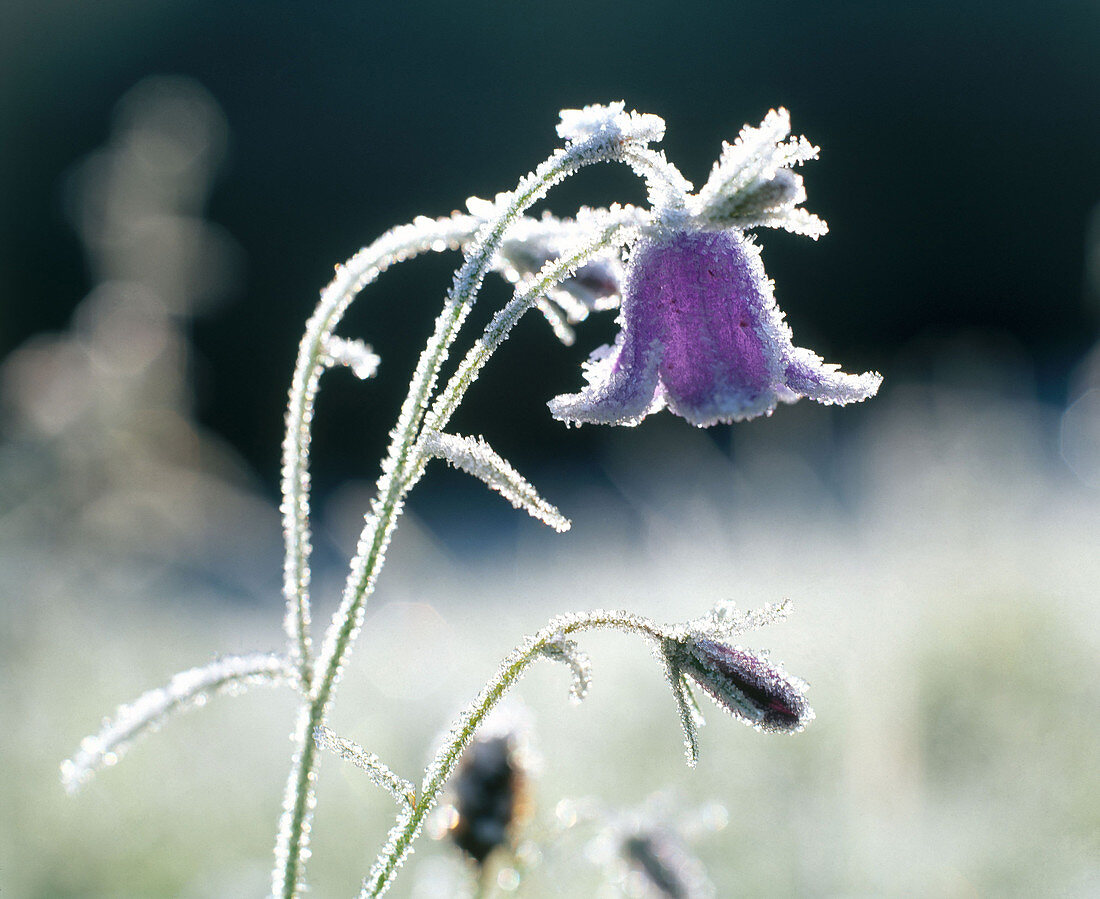 Spreading Bellflower