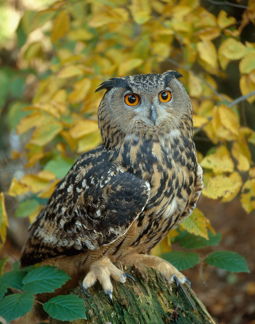 Eagle Owl