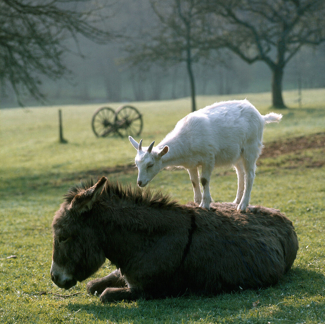 Goat and Donkey