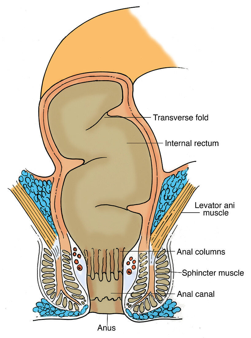 Illustration of Rectum