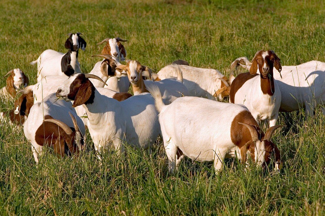 Boer goat herd