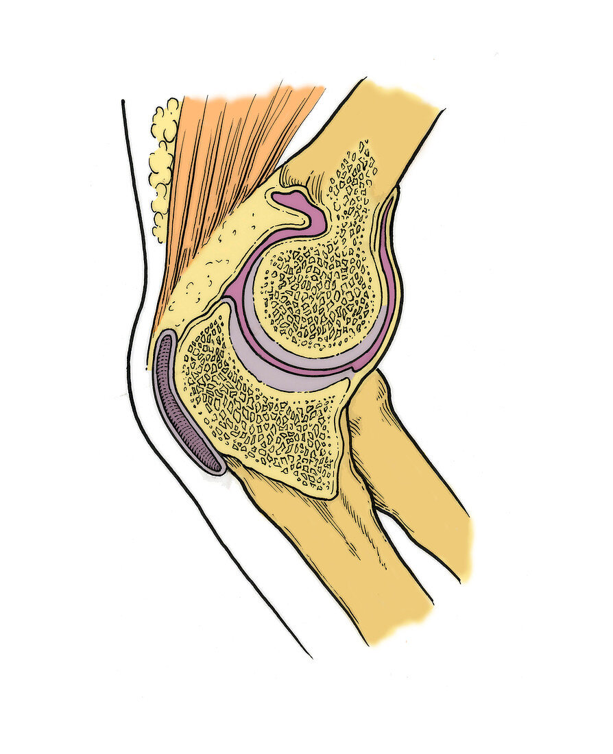 Illustration of Right Elbow Joint