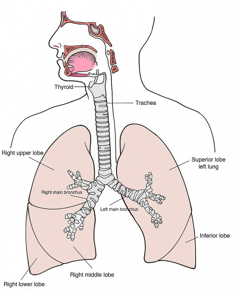 Illustration of Respiratory System