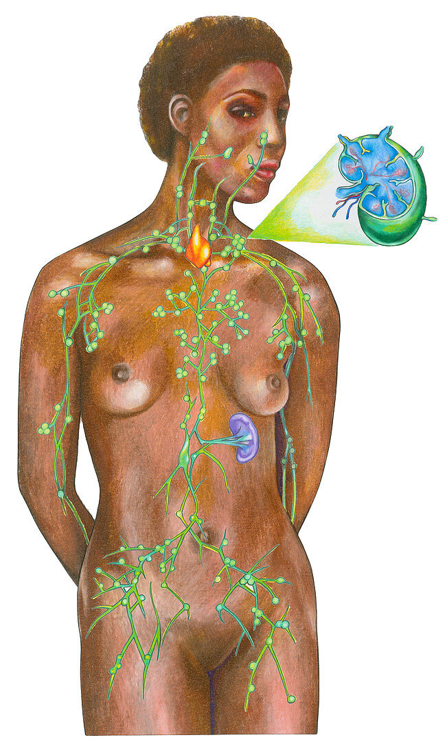 Lymphatic System on a Female Figure